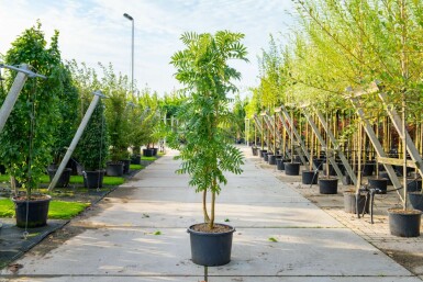 Sorbus 'Dodong' meerstammig 150-175