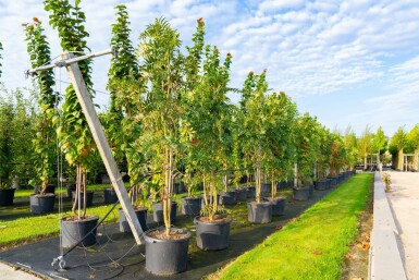 Sorbus 'Dodong' meerstammig 150-175