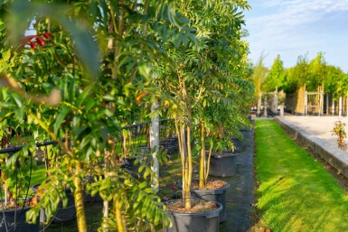 Sorbus 'Dodong' meerstammig 150-175