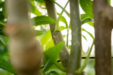 Sorbus 'Dodong' meerstammig 150-175