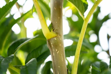 Sorbus 'Dodong' meerstammig 150-175