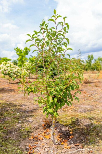 Stewartia pseudocamellia meerstammig 200-250