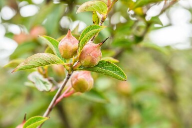 Stewartia pseudocamellia meerstammig 200-250