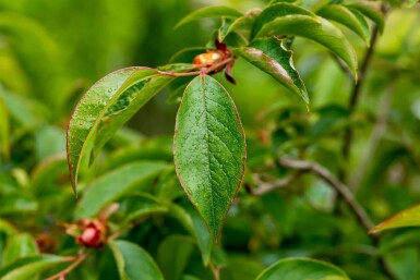 Stewartia pseudocamellia meerstammig 200-250
