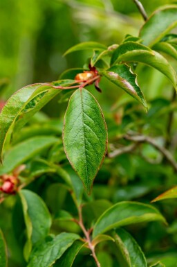 Stewartia pseudocamellia meerstammig 200-250