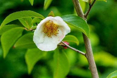 Stewartia pseudocamellia meerstammig 200-250