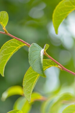 Stewartia pseudocamellia meerstammig 200-250