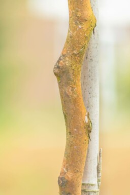 Stewartia pseudocamellia meerstammig 200-250
