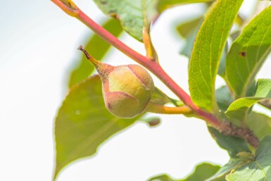 Stewartia pseudocamellia meerstammig 200-250