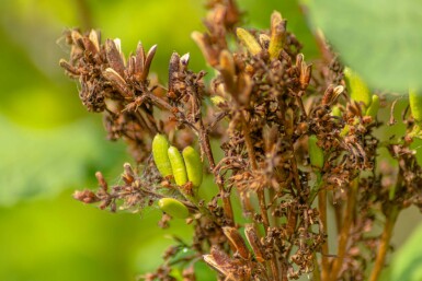 Syringa josikaea meerstammig 200-250