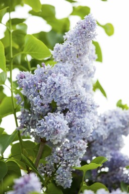 Syringa vulgaris meerstammig 200-250