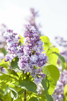 Syringa vulgaris meerstammig 200-250