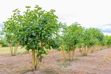 Syringa vulgaris 'Belle de Nancy' meerstammig 200-250