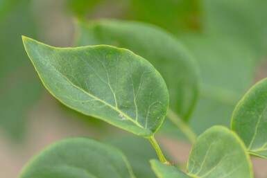 Syringa vulgaris 'Belle de Nancy' meerstammig 200-250