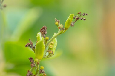 Syringa vulgaris 'Belle de Nancy' meerstammig 200-250
