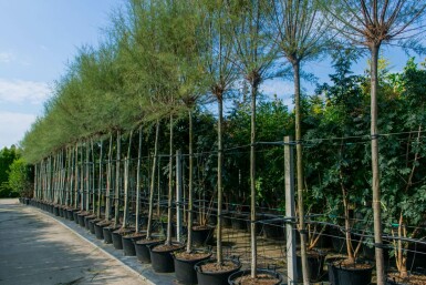 Tamarisk Tamarix tetrandra Hoogstam stamomtrek 12-14 P Tamarix tetrandra hoogstam 12/14