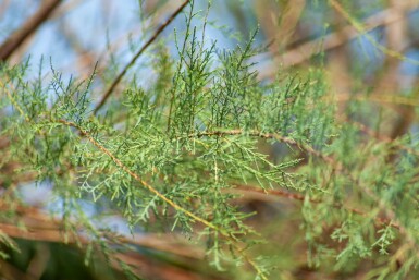 Tamarisk Tamarix tetrandra Hoogstam stamomtrek 12-14 P Tamarix tetrandra hoogstam 12/14