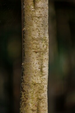 Tamarix tetrandra hoogstam 12/14