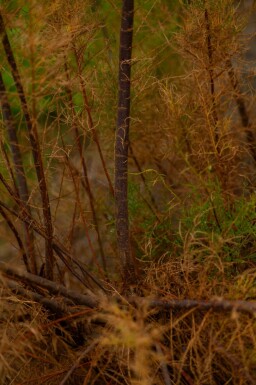 Tamarix tetrandra hoogstam 12/14