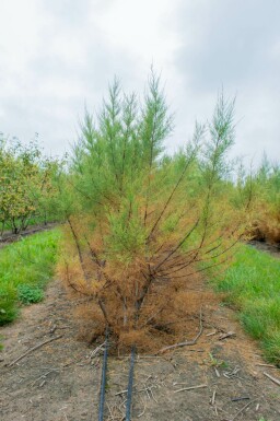 Tamarisk Tamarix tetrandra Meerstammig 200-250 P Tamarix tetrandra meerstammig 200-250