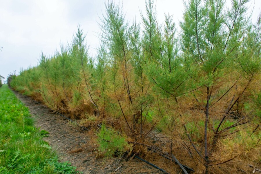 Tamarisk Tamarix tetrandra Meerstammig 200-250 P Tamarix tetrandra meerstammig 200-250