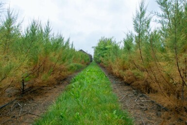 Tamarisk Tamarix tetrandra Meerstammig 200-250 P Tamarix tetrandra meerstammig 200-250
