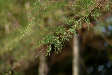 Tamarisk Tamarix tetrandra Meerstammig 200-250 P Tamarix tetrandra meerstammig 200-250