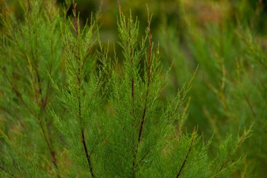 Tamarisk Tamarix tetrandra Meerstammig 200-250 P Tamarix tetrandra meerstammig 200-250