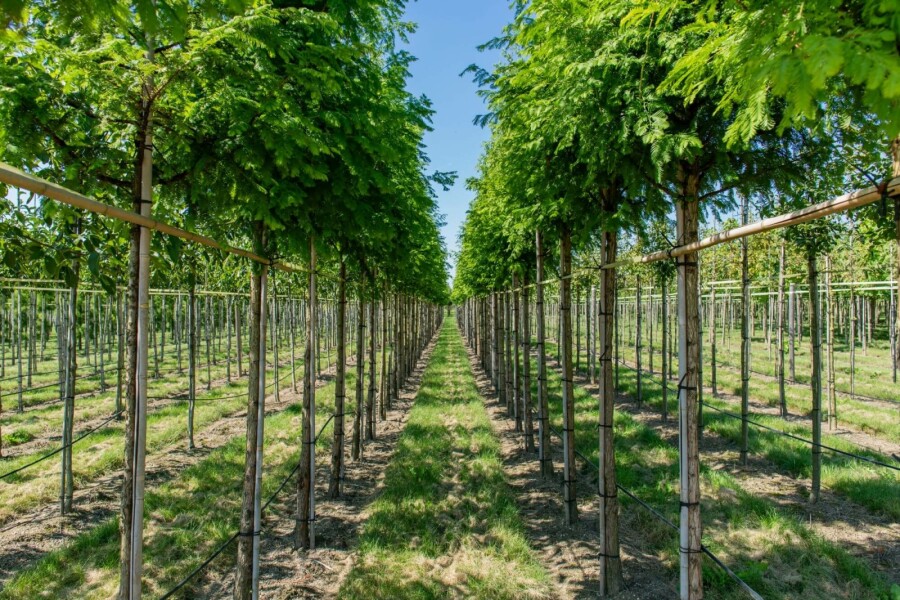 Moerascypres Taxodium distichum Hoogstam stamomtrek 10-12 P Taxodium distichum hoogstam 10/12