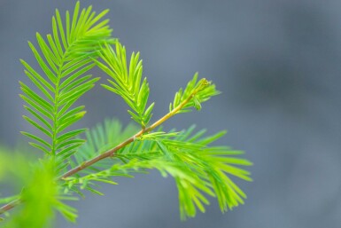 Taxodium distichum hoogstam 10/12