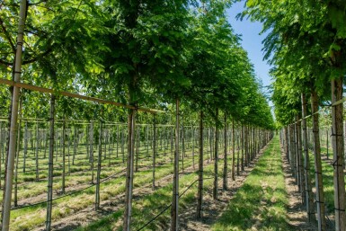 Moerascypres Taxodium distichum Hoogstam stamomtrek 10-12 P Taxodium distichum hoogstam 10/12