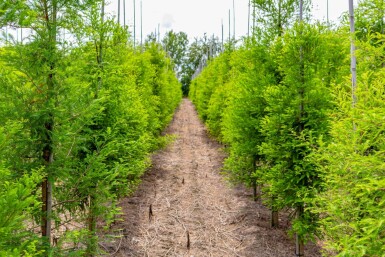 Taxodium distichum beveerd