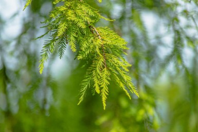 Moerascypres Taxodium distichum Beveerd stamomtrek 14-16 P Taxodium distichum beveerd 14/16