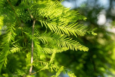 Taxodium distichum beveerd 14/16