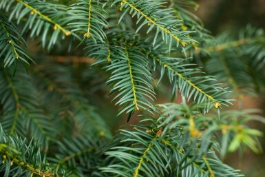 Taxus baccata hoogstam 10/12