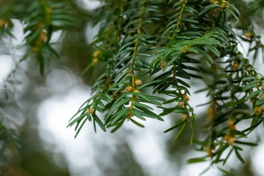 Taxus baccata hoogstam 10/12