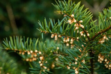 Taxus baccata hoogstam 10/12