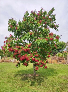 Bijenboom Tetradium daniellii Tetradium daniellii