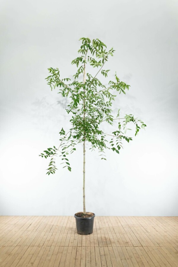 Bijenboom Tetradium daniellii Hoogstam stamomtrek 4-6 P Tetradium daniellii hoogstam 4/6 (spil)