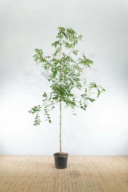 Bijenboom Tetradium daniellii Hoogstam stamomtrek 4-6 P Tetradium daniellii hoogstam 4/6 (spil)