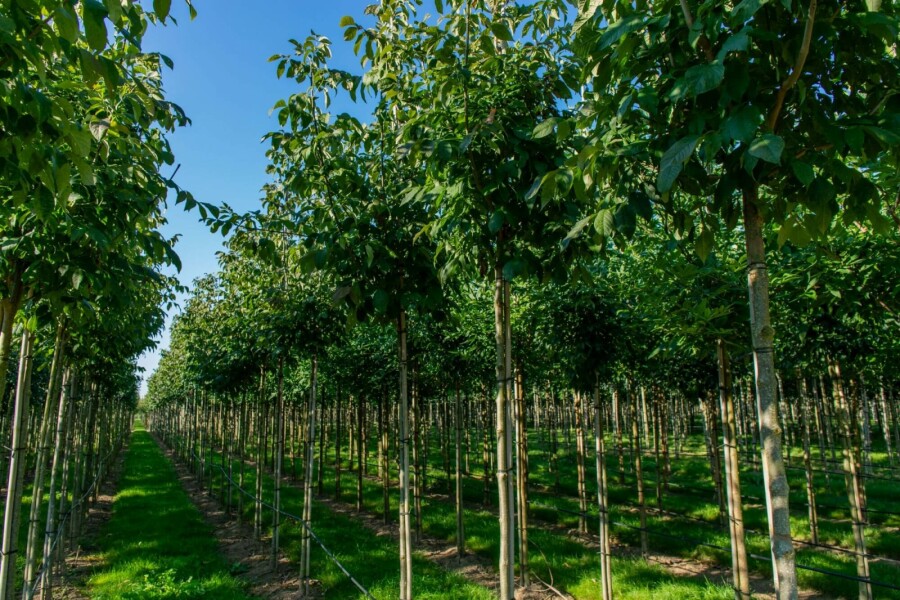 Bijenboom Tetradium daniellii Hoogstam stamomtrek 4-6 P Tetradium daniellii hoogstam 4/6 (spil)