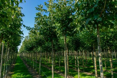 Bijenboom Tetradium daniellii Hoogstam stamomtrek 4-6 P Tetradium daniellii hoogstam 4/6 (spil)