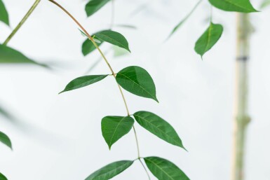 Tetradium daniellii hoogstam 4/6 (spil)