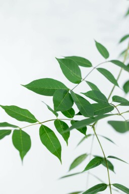 Tetradium daniellii hoogstam 4/6 (spil)