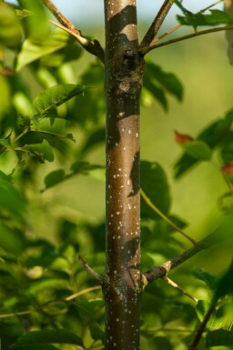 Tetradium daniellii hoogstam 4/6 (spil)