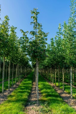 Bijenboom Tetradium daniellii Hoogstam stamomtrek 4-6 P Tetradium daniellii hoogstam 4/6 (spil)