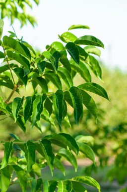 Bijenboom Tetradium daniellii Hoogstam stamomtrek 4-6 P Tetradium daniellii hoogstam 4/6 (spil)