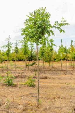 Bijenboom Tetradium daniellii Hoogstam stamomtrek 4-6 P Tetradium daniellii hoogstam 4/6 (spil)