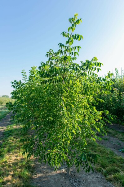 Tetradium daniellii meerstammig 250-300