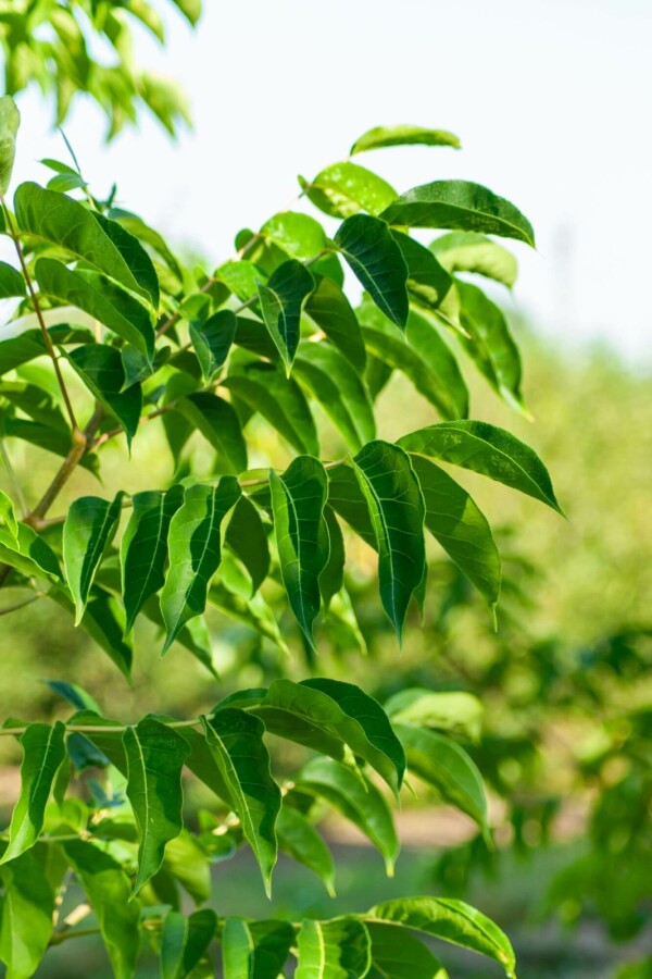 Bijenboom Tetradium daniellii Meerstammig 250-300 P Tetradium daniellii meerstammig 250-300